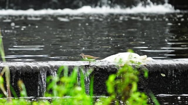 Common Sandpiper Wagging Tail and Foraging in Water in Slow Motion 4K