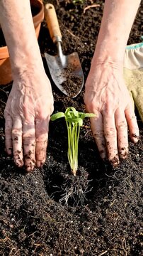 A Gardener's Touch: Planting a Seedling with Care and Precision in Rich Soil, Nurturing Growth for a Beautiful, Flourishing Garden