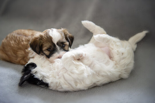 Tibet Terrier Welpen haben Spa&szlig; zusammen
