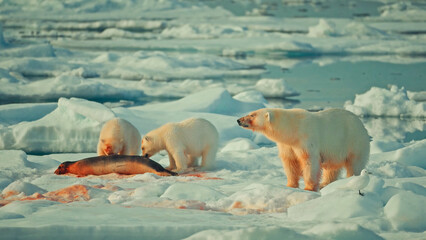 Two polar bear cubs feed on a seal carcass on the arctic ice while the mother bear keeps watch. A small gull nearby stands © HABI ANGGARA PUTRA