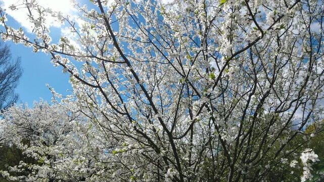 Blooming White Cherry Plum Tree Prunus Cerasifera In Spring Sun