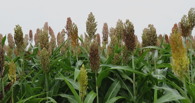 Jowar grain sorghum crop farm	