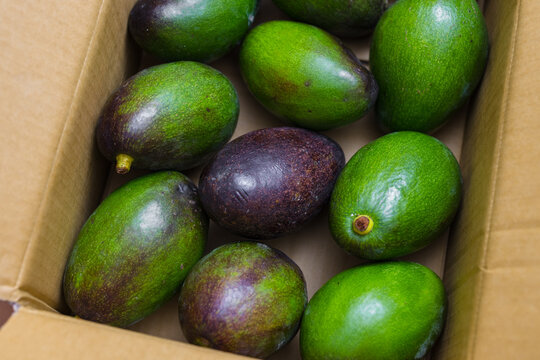 Close up of ripe avocados packed together inside brown cardboard box