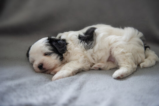 Schlafender Tibet Terrier Welpe