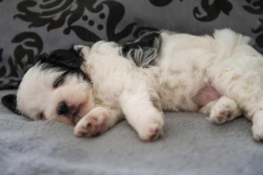 Schlafender Tibet Terrier Welpe