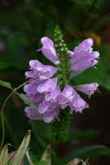 Fototapeta premium 花穂の姿が虎の尾を連想