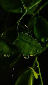 Rain falling on dark green leaves and stems macro 2160p 24fps