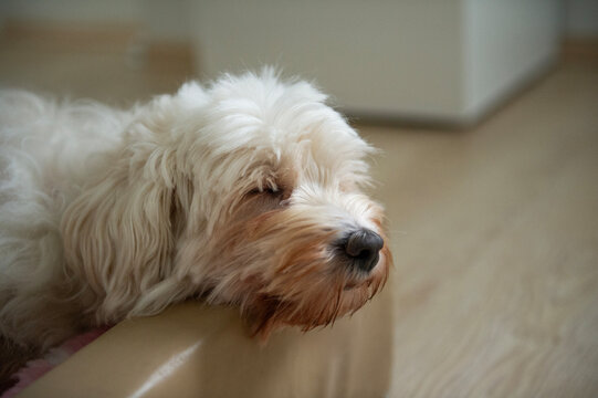 Schlafender Tibet Terrier