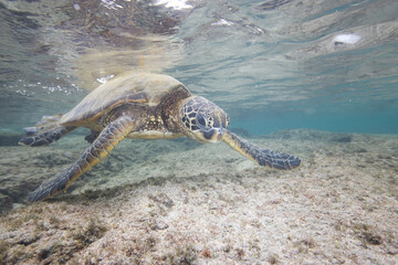 Green sea turtle swimming near a reef along Hawaii © willtu