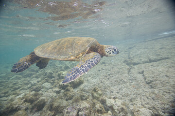 Green sea turtle swimming near a reef along Hawaii © willtu