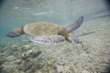 Green sea turtle swimming near a reef along Hawaii © willtu
