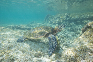 Green sea turtle swimming near a reef along Hawaii © willtu