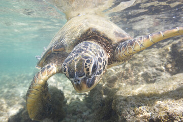 Green sea turtle swimming near a reef along Hawaii © willtu