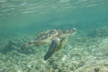 Green sea turtle swimming near a reef along Hawaii © willtu
