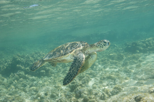Green sea turtle swimming near a reef along Hawaii