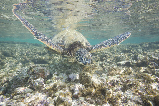 Green sea turtle swimming near a reef along Hawaii