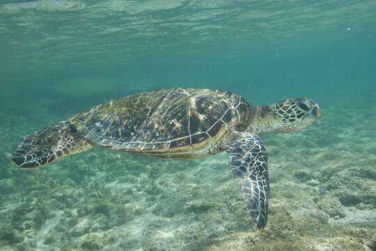Green sea turtle swimming near a reef along Hawaii