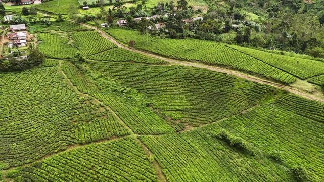 Aerial view of the lush green Panawa tea plantation with rolling hills and dirt paths in Garut, West Java, Indonesia.
