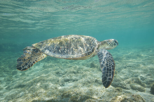 Green sea turtle swimming near a reef along Hawaii