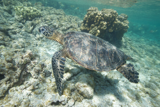 Green sea turtle swimming near a reef along Hawaii