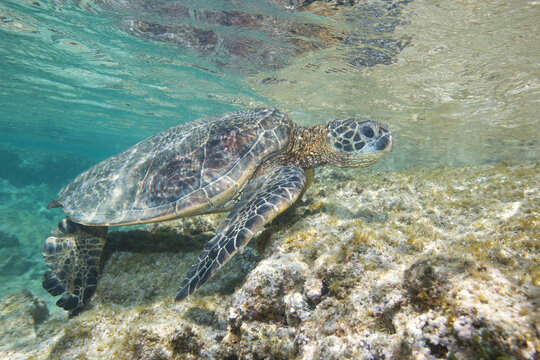 Green sea turtle swimming near a reef along Hawaii