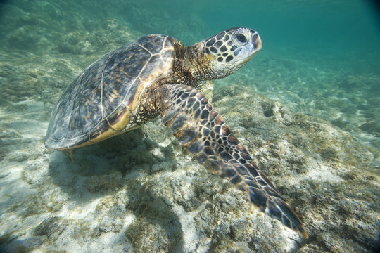 Green sea turtle swimming near a reef along Hawaii