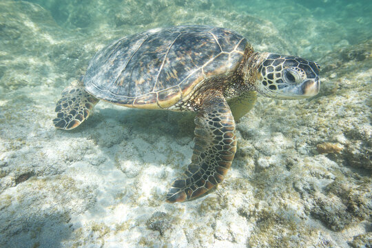 Green sea turtle swimming near a reef along Hawaii