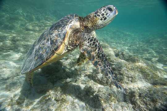 Green sea turtle swimming near a reef along Hawaii
