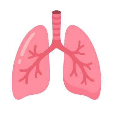 Illustration of human lungs and trachea vector