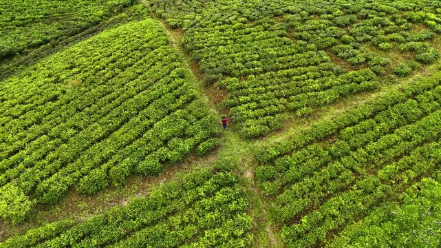 Aerial view of a person walking through the lush green rows of the Panawa tea plantation in Garut, West Java, Indonesia.