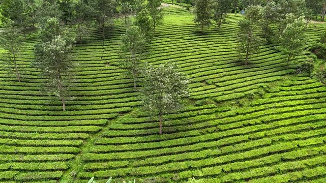 Aerial view of lush green tea plantation with neat rows of tea bushes and scattered trees in Garut, West Java, Indonesia.