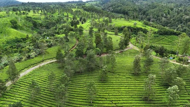 Aerial view of lush green tea plantation with rows of tea bushes and scattered trees in the highlands of Garut, West Java, Indonesia.