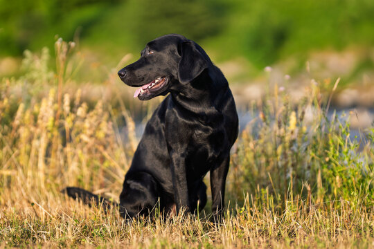 Ein treuer schwarzer Labrador genie&szlig;t den sonnigen Nachmittag