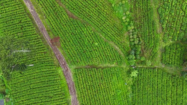 Aerial view of lush green tea plantation rows and a dirt path in Panawa, Garut, West Java, Indonesia.