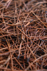 Close up focus on dry pine needles pattern on forest floor © Maria
