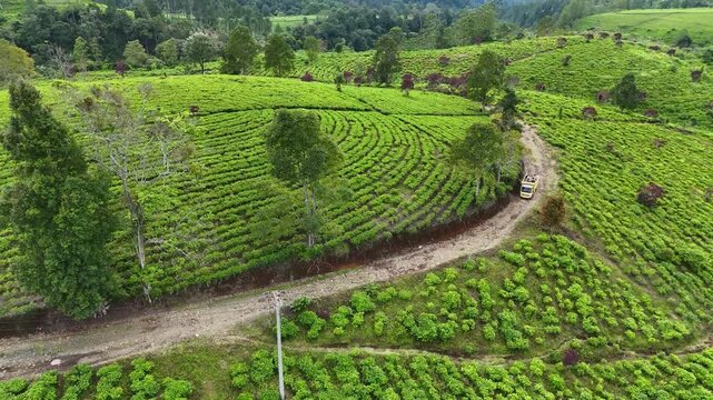 Aerial view of the lush green tea bushes of Panawa tea plantation with a winding dirt road through the fields in Garut, West Java, Indonesia.
