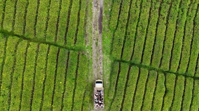 Aerial view of a truck driving through the lush green rows of the Panawa tea plantation in Garut, West Java, Indonesia.