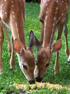 Deer, Fawn and Rabbit eating corn