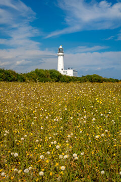 Flamborough Head Lighthouse overlooking a colourful summer wildflower meadow on the East Yorkshire coast of England. The historic white lighthouse stands beneath a dramatic blue sky.