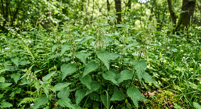 Green nettle plants growing in a lush forest environment with sunlight filtering through trees