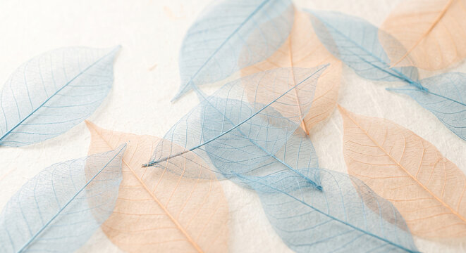 Delicate translucent leaves in blue and peach arranged on a light background