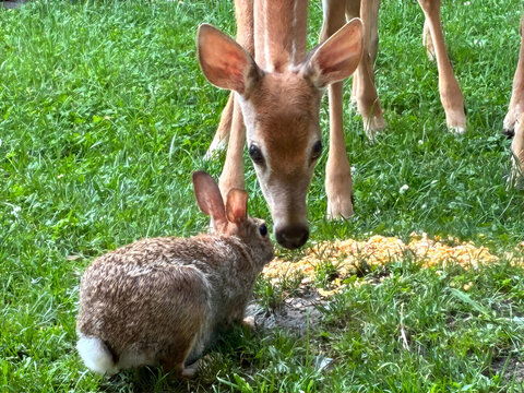 Deer, Fawn and Rabbit eating corn