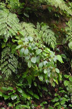 Tropical plants in Bako National Park, Malaysia. Sarawak region of Borneo. Miconia crenata plant species and Cibotium manfern plant.