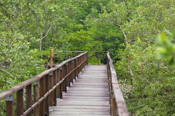 Fototapeta premium Tourism infrastructure in Sarawak, Malaysia. Hiking trail boardwalk in mangrove area in Bako National Park in Borneo, Malaysia.