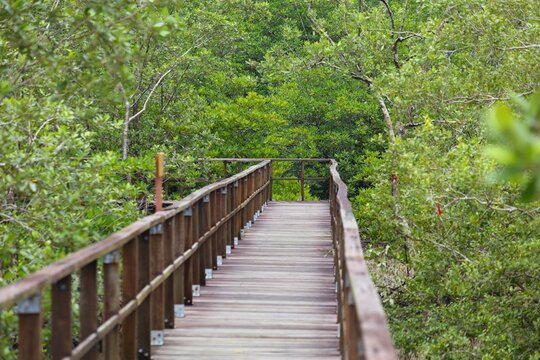 Tourism infrastructure in Sarawak, Malaysia. Hiking trail boardwalk in mangrove area in Bako National Park in Borneo, Malaysia.