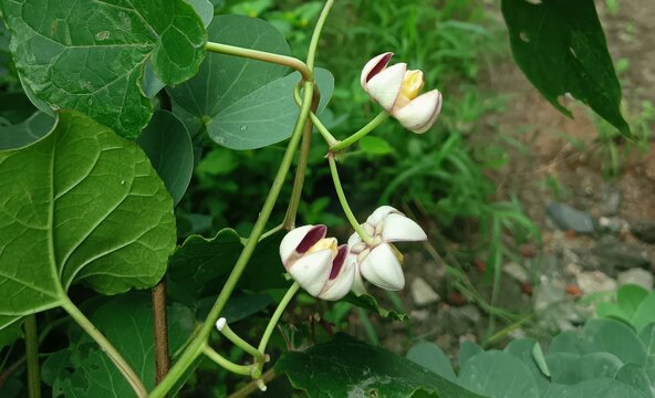 Beautiful close-up view of blooming fresh star-shaped flower with white petals, deep purple-red centers and a central yellowish green corona calotropis procera or holostemma ada kodien flowers plant.