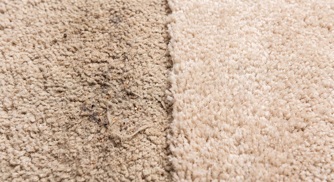 Split comparison view of high pile plush carpet texture demonstrating deep cleaning process with visibly dirty side and freshly cleaned half