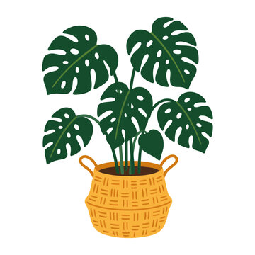 Monstera plant inside woven basket planter