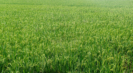 Fototapeta premium Lush Green Rice Oryza Sativa Field Crop Plantation for Organic Agriculture