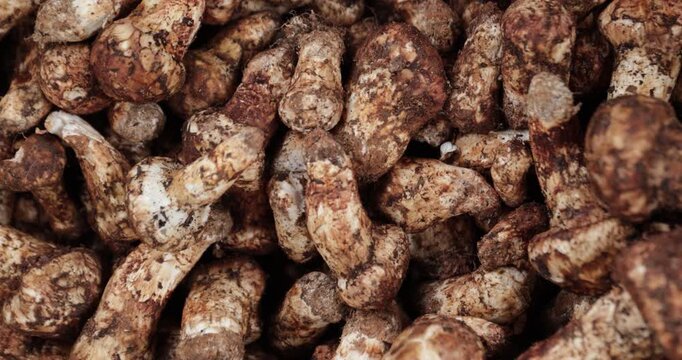 Wild Tricholoma matsutake mushroom in China